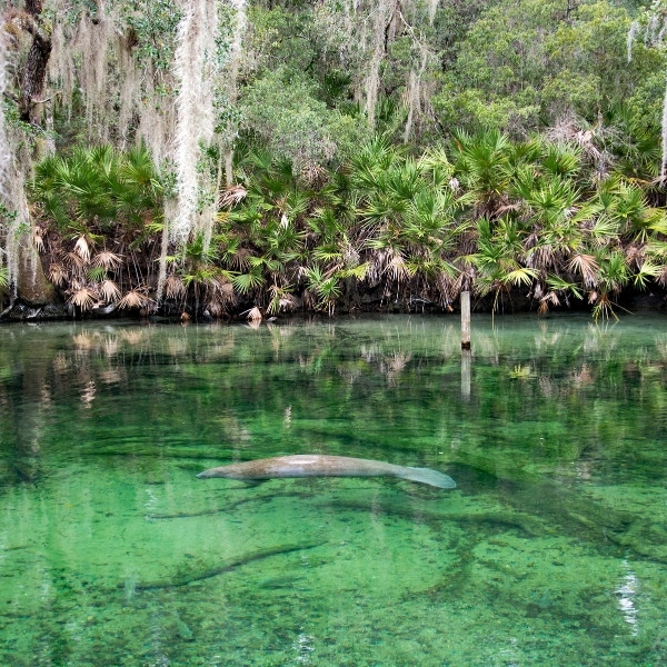 manatee springs state park exotic places florida 04