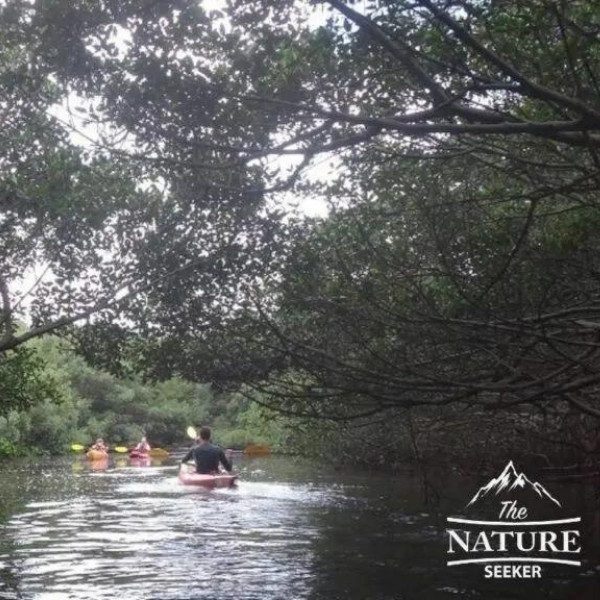 st petersburg kayaking area exotic places florida 05