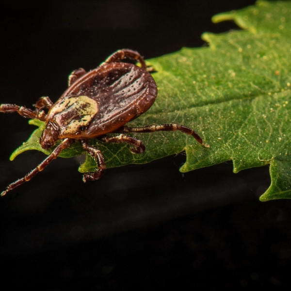 ticks found in trees