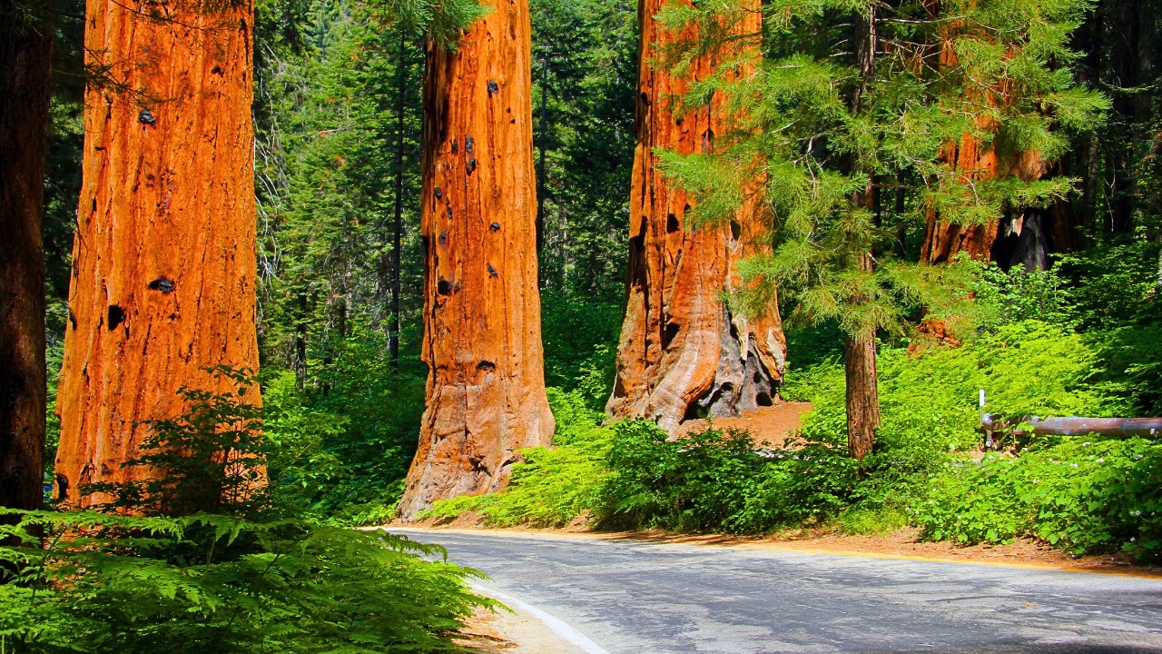 Sequoia National Park