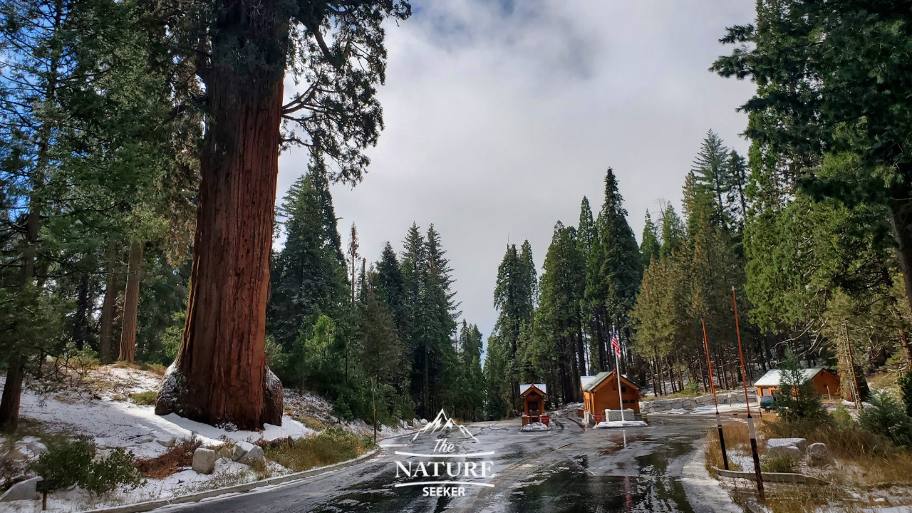 big stump grove sequoia national park 01