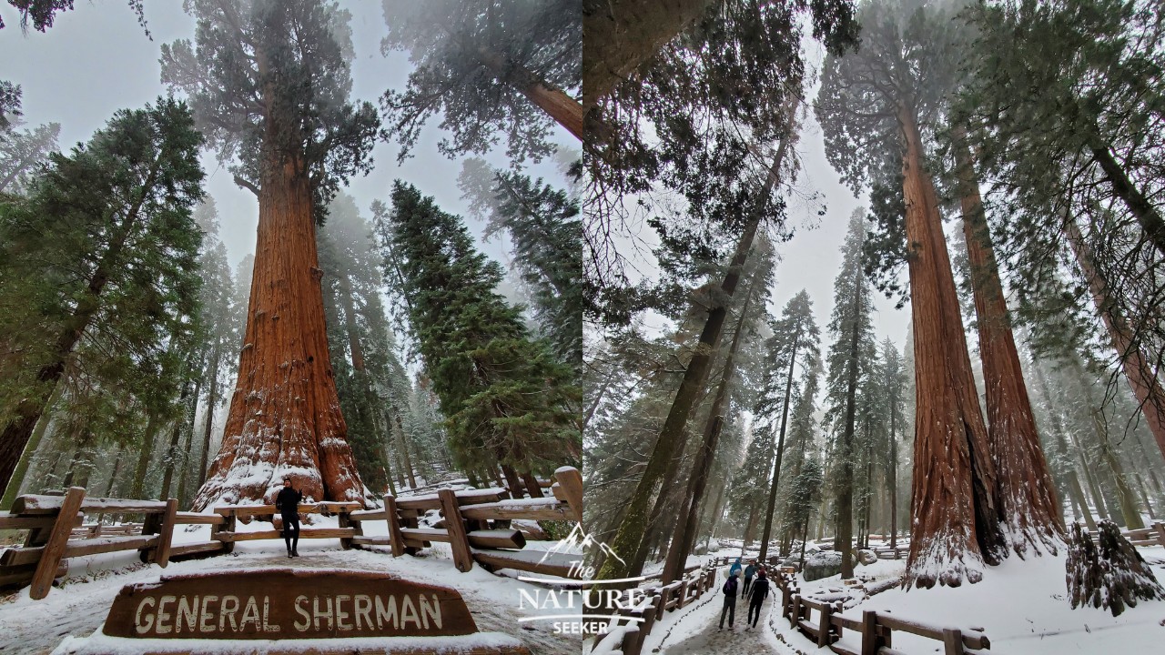 general sherman tree sequoia national park new 07