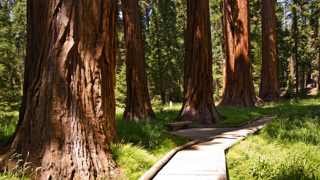 muir grove sequoia national park hike 05
