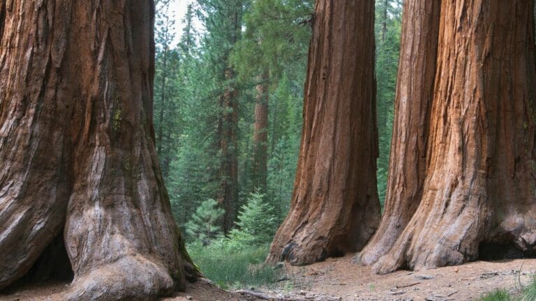 10 Best Things to do in Sequoia National Park in One Day