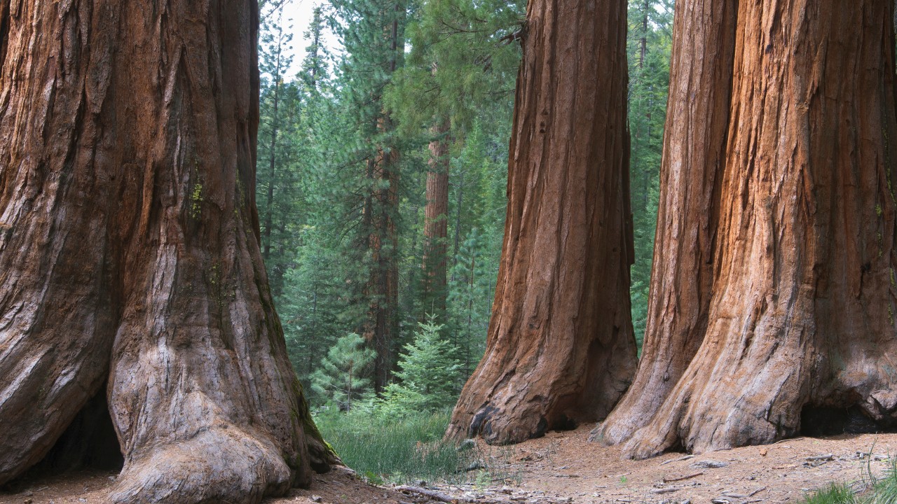 redwood mountain grove sequoia national park 03
