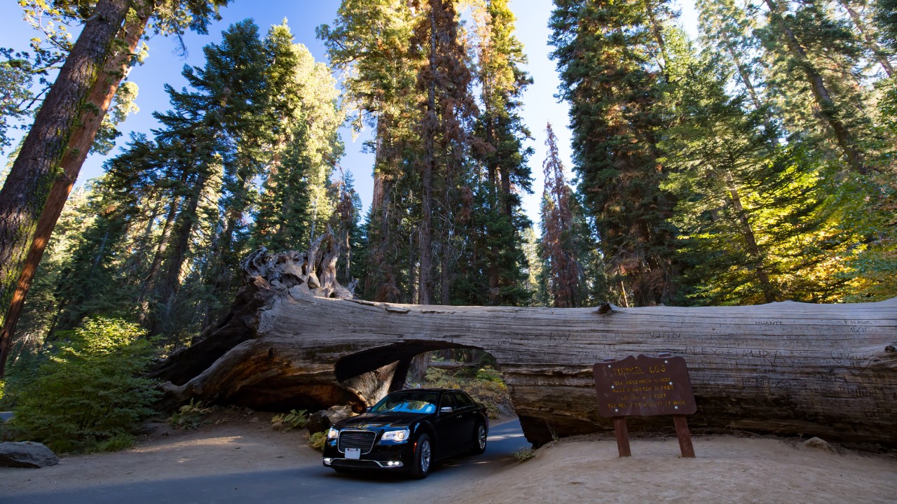 sequoia national park drive through tree 07