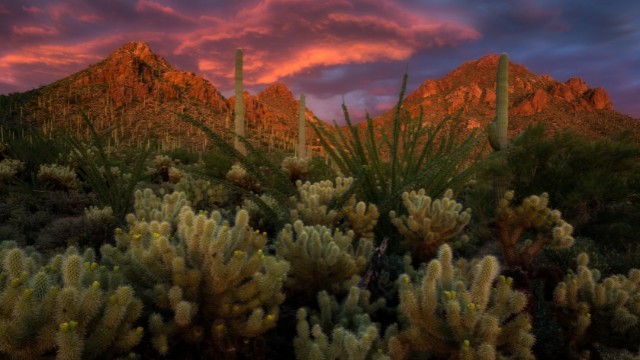 tucson mountain park best day hikes in arizona 05