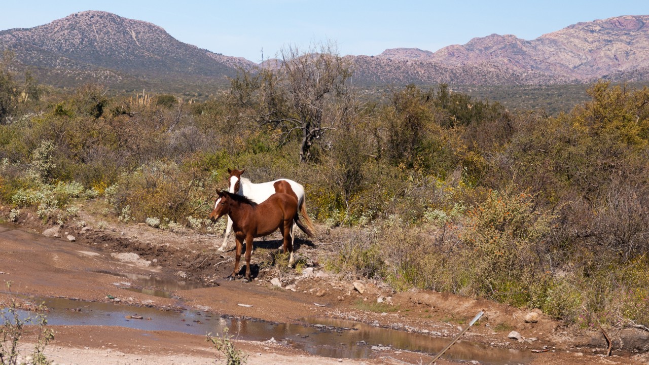 horseback riding palo duro canyon state park 06