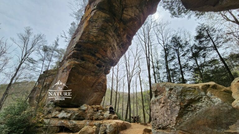 grays arch trail red river gorge 02