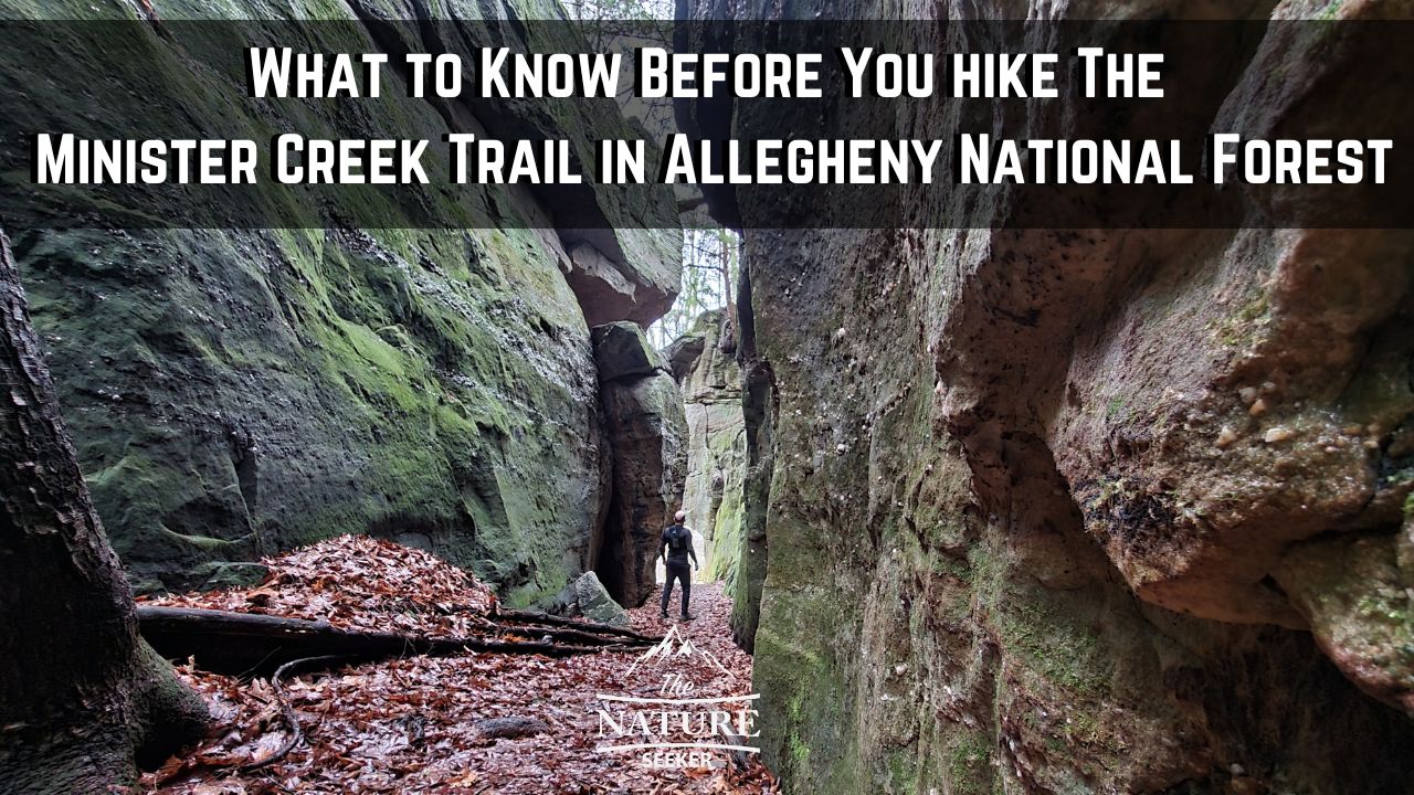 How to Hike The Minister Creek Trail in Allegheny National Forest