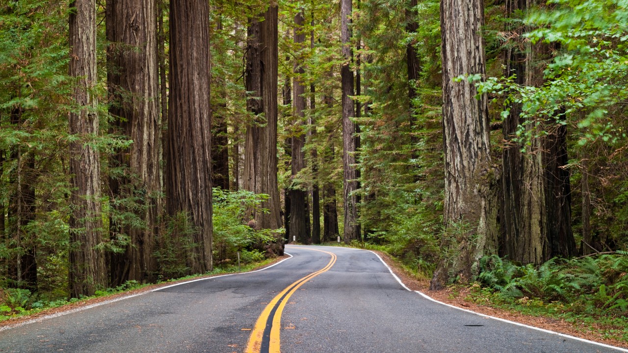 avenue of the giants redwoods california 04