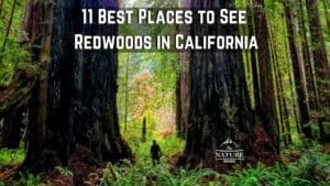 11 Best Places to See Redwoods in California