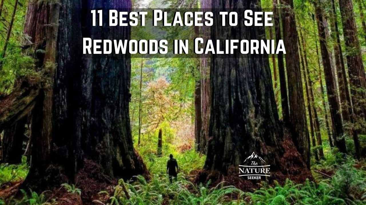 best places to see redwoods in california 01