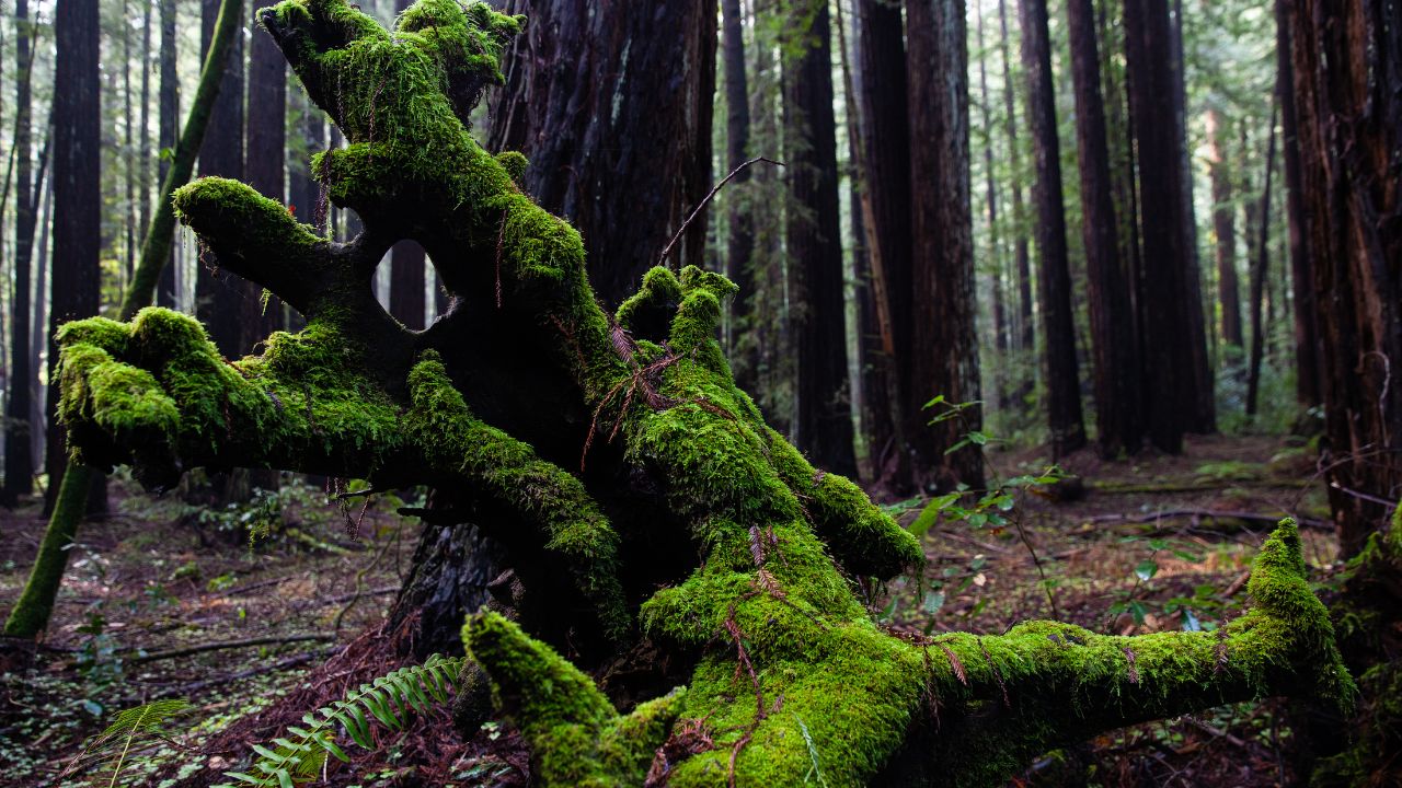 best places to see redwoods in california armstrong nature