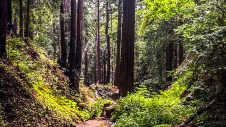 Best place to see redwoods