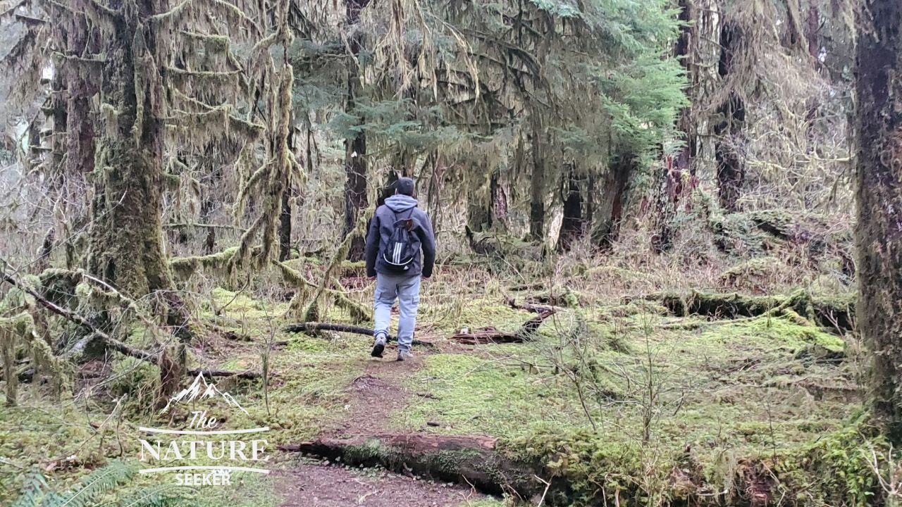 Hall of mosses outlet trail