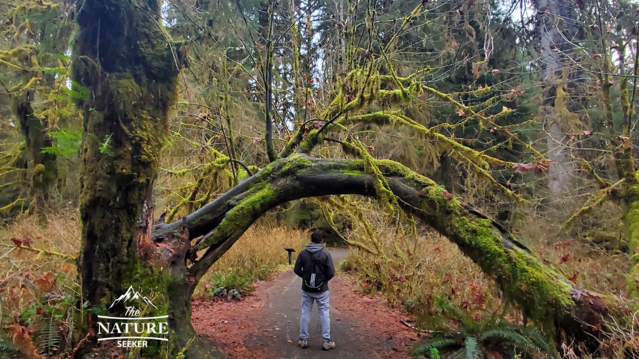 hall of mosses olympic national park new one 03