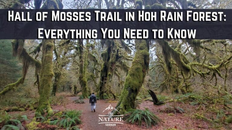 Hall of Mosses Trail: Everything to Know About This Hike