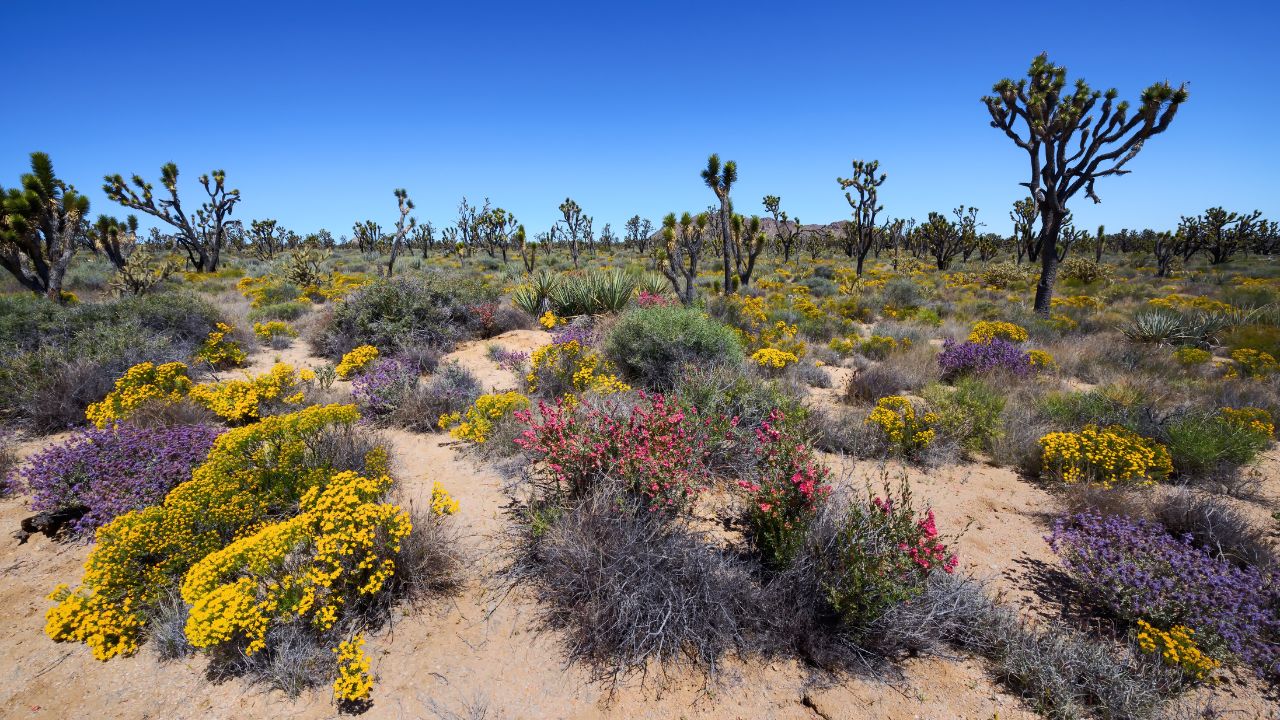 day trips from las vegas to mojave desert new photo