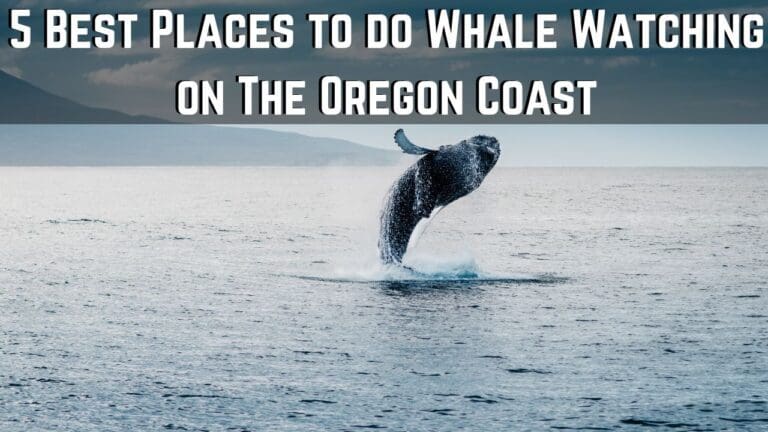 5 Best Places to do Whale Watching on The Oregon Coast