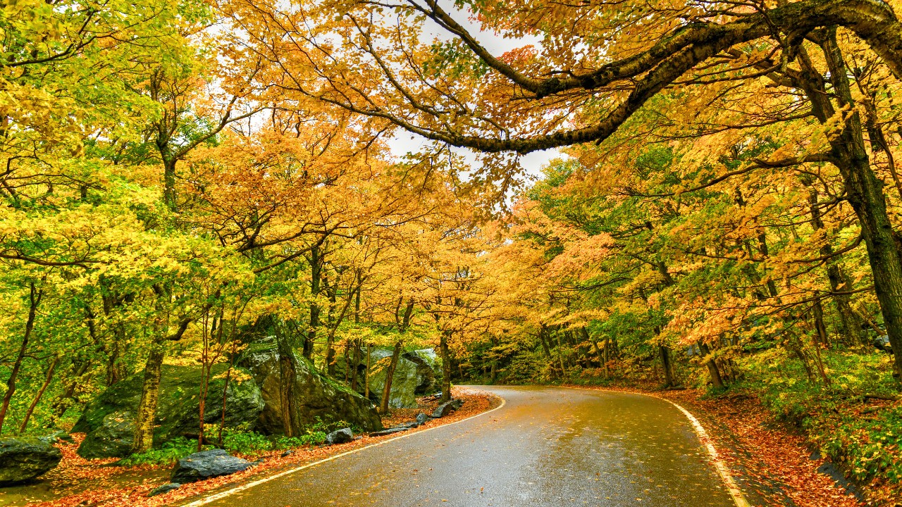 Vermont Fall Foliage
