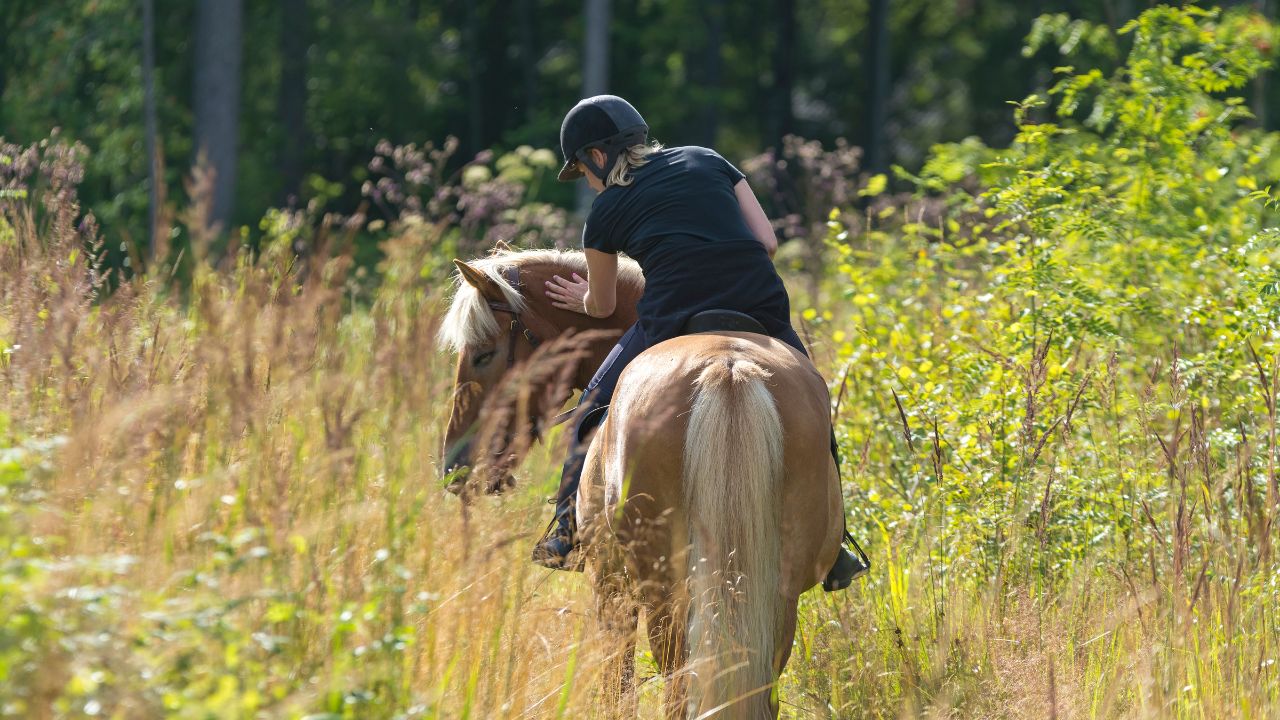 mohican state park horseback riding 06