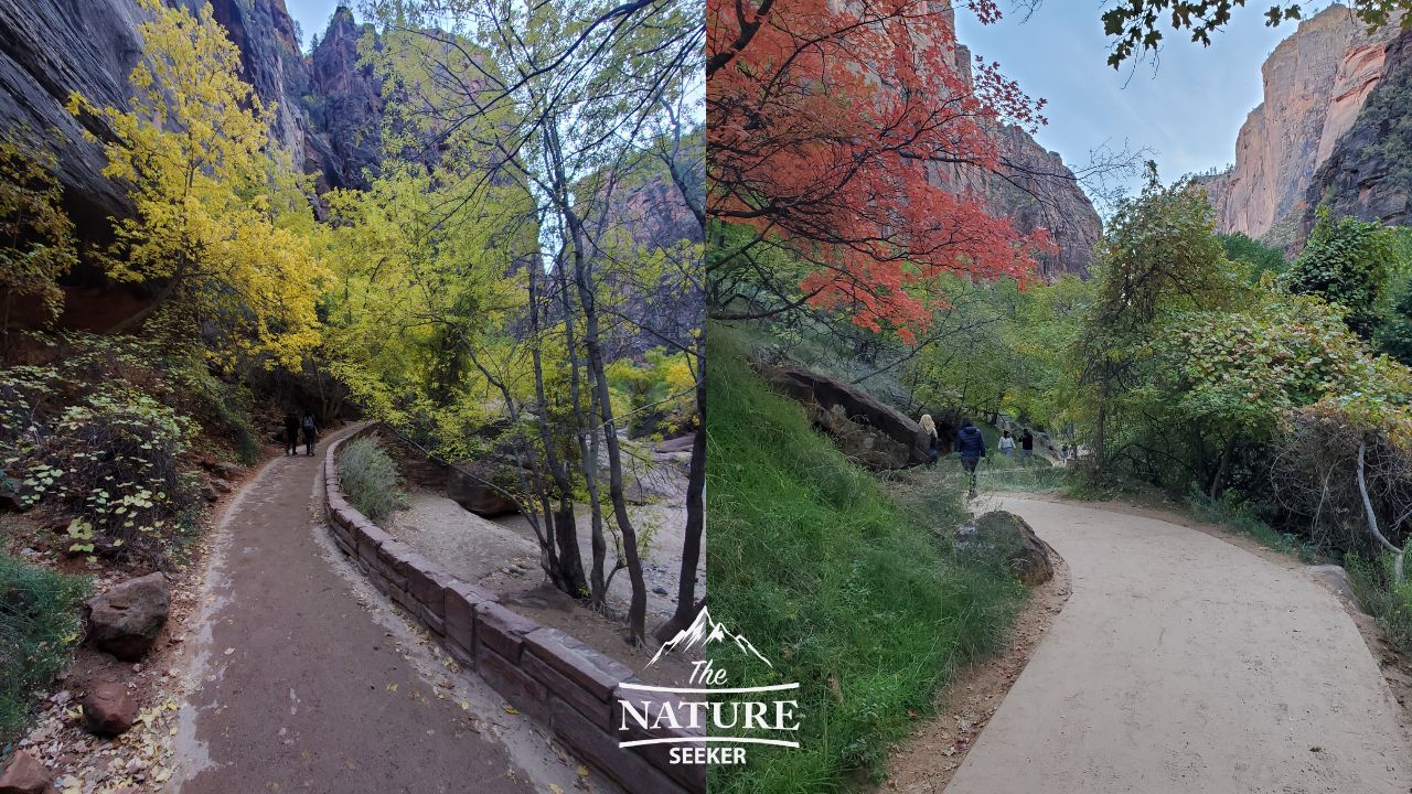 photos of zion national park during autumn season