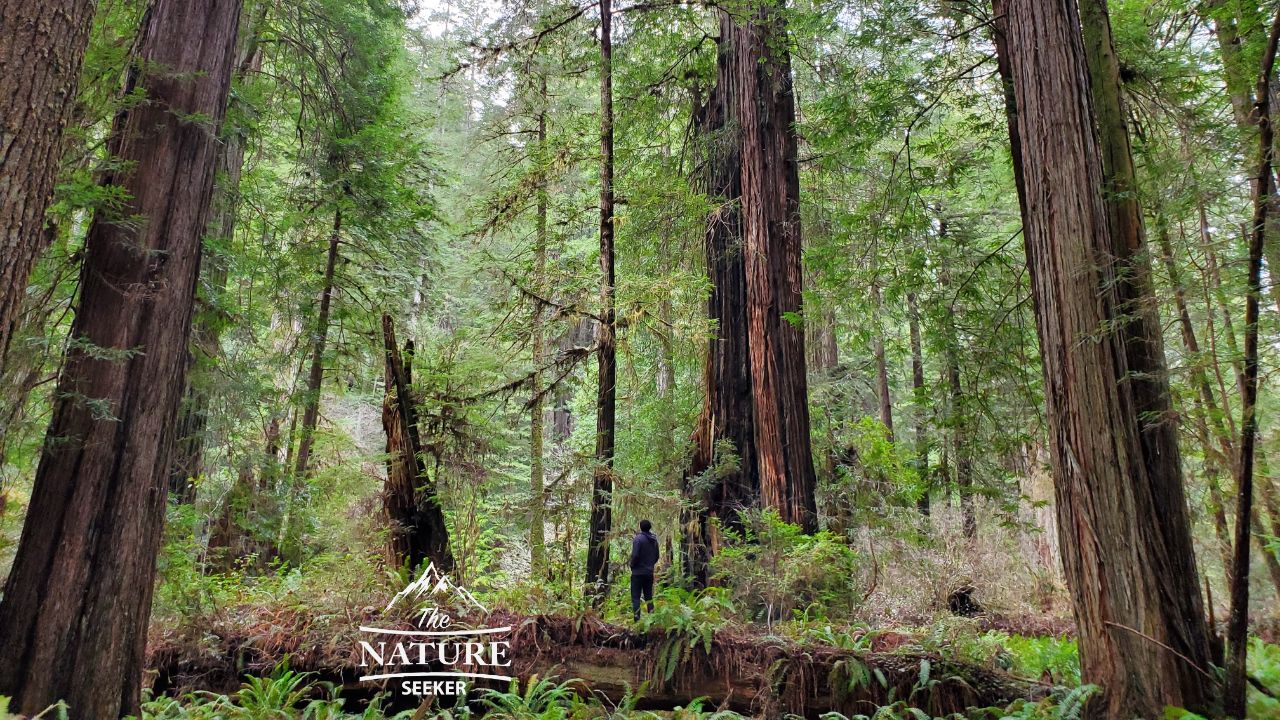 redwood forest oregon coast new 08