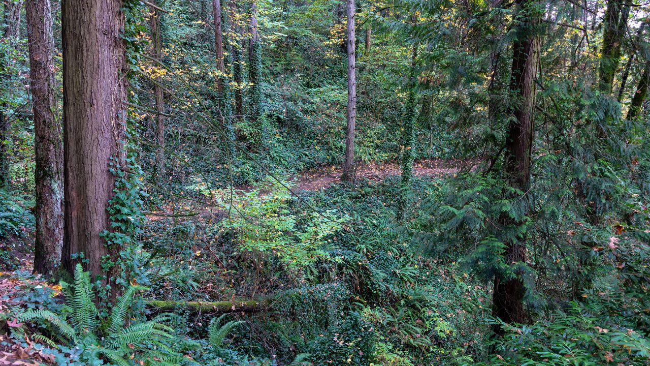 redwood observation deck portland oregon new 01