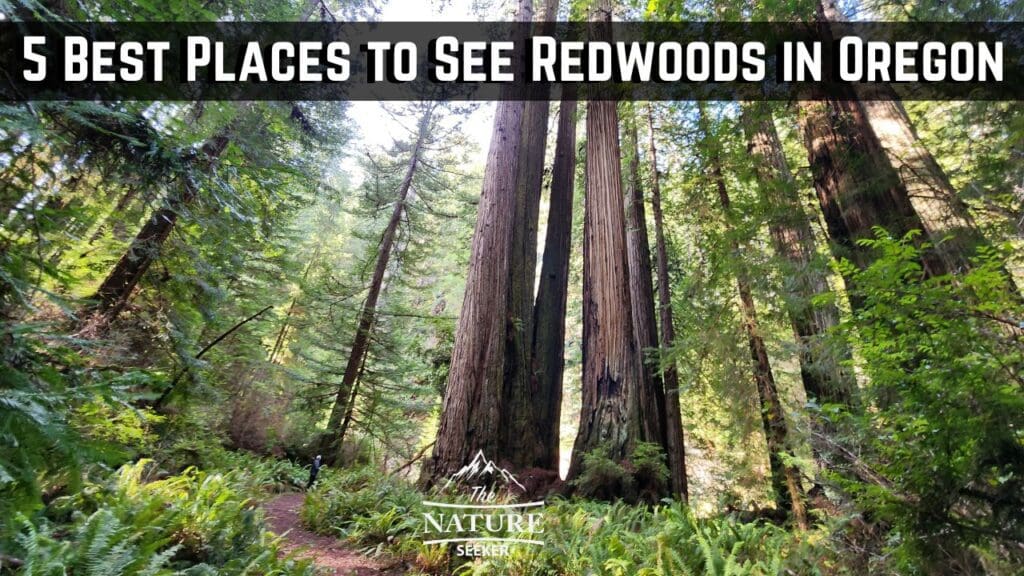 5 Best Places to See Redwoods in Oregon