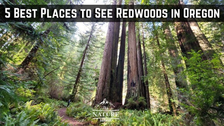 5 Best Places to See Redwoods in Oregon