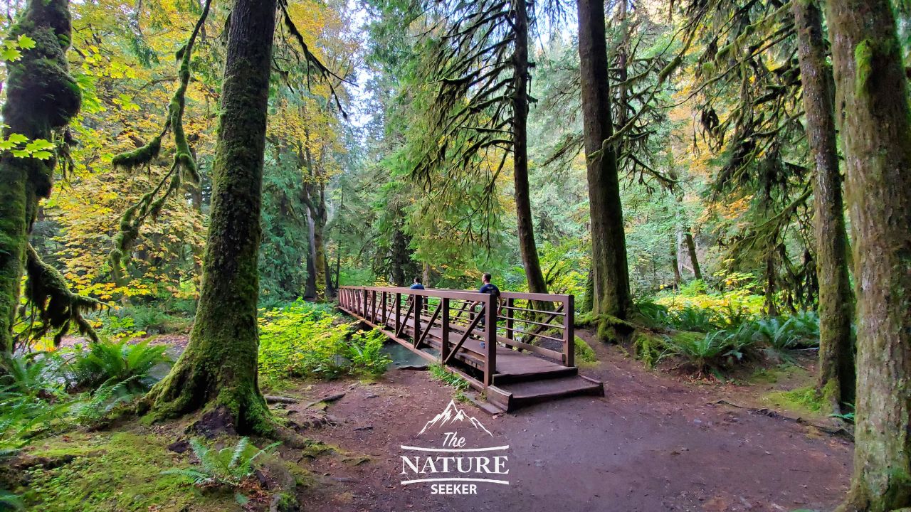 marymere falls hike washington