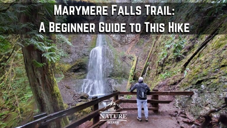 Marymere Falls Trail: A Beginner Guide to This Hike