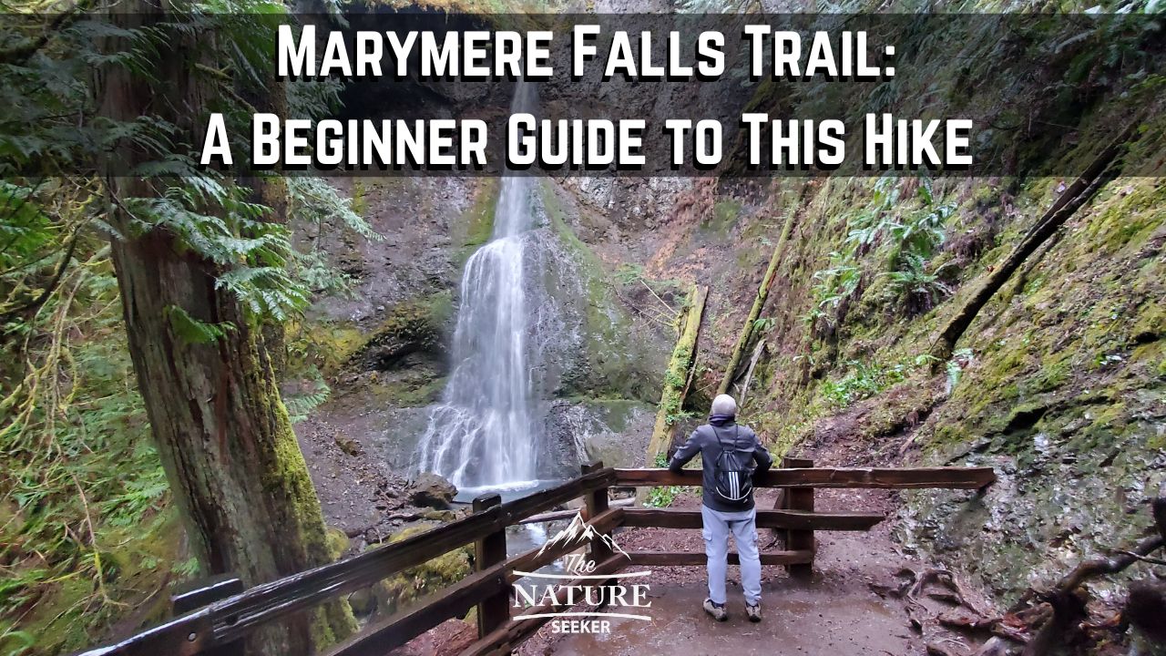 marymere falls trail guide