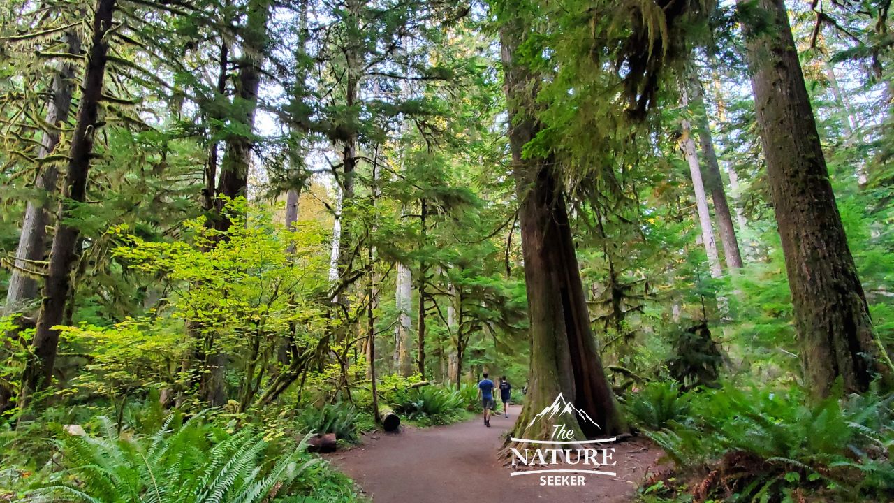 marymere falls trail trees area