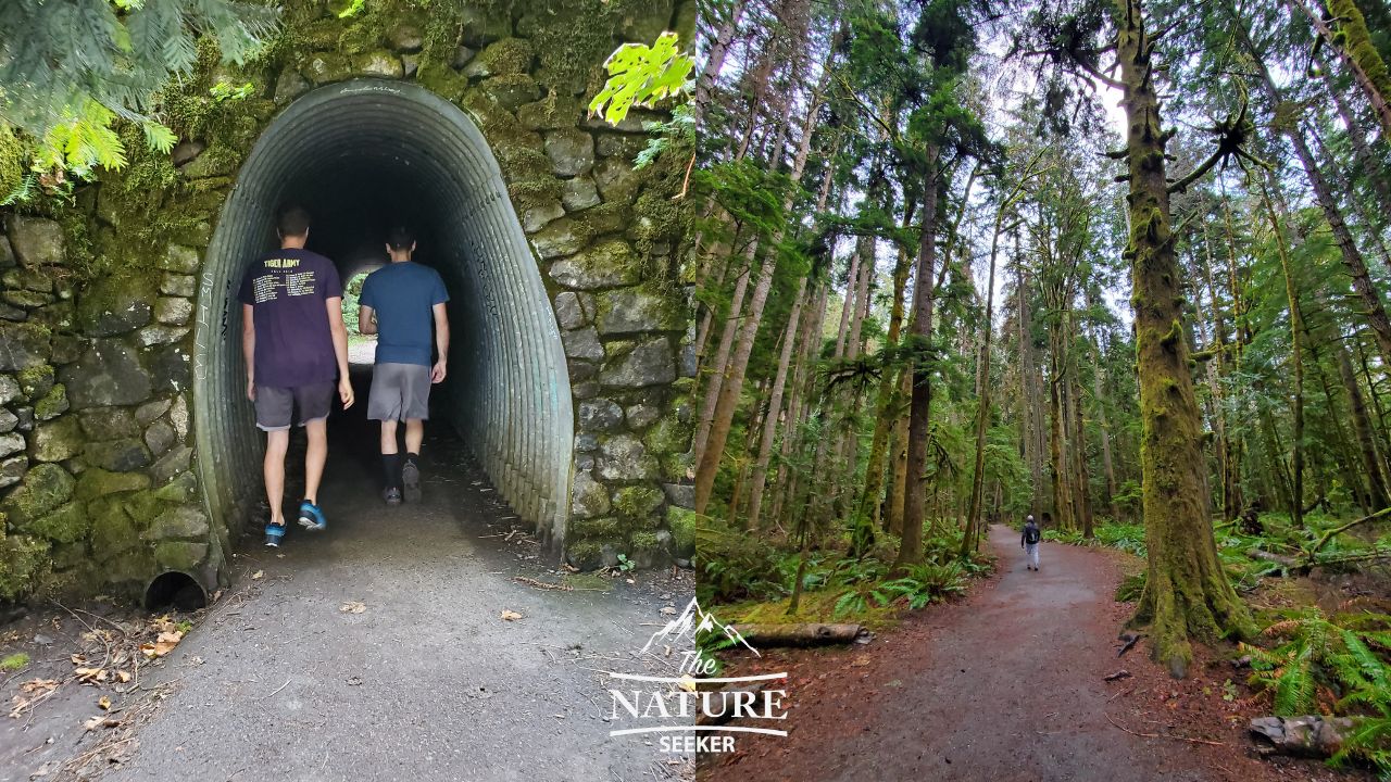 marymere falls trailhead area