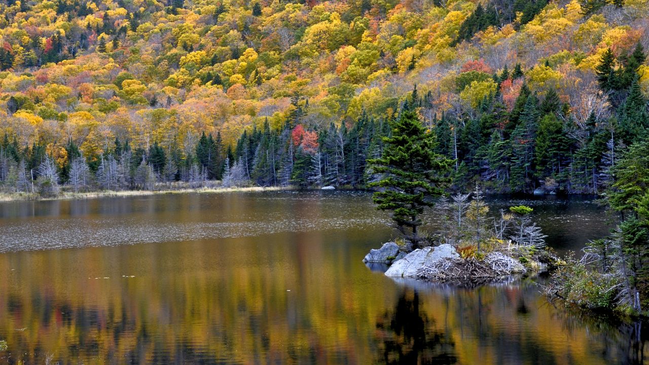 new hampshire fall foliage beaver pond picture