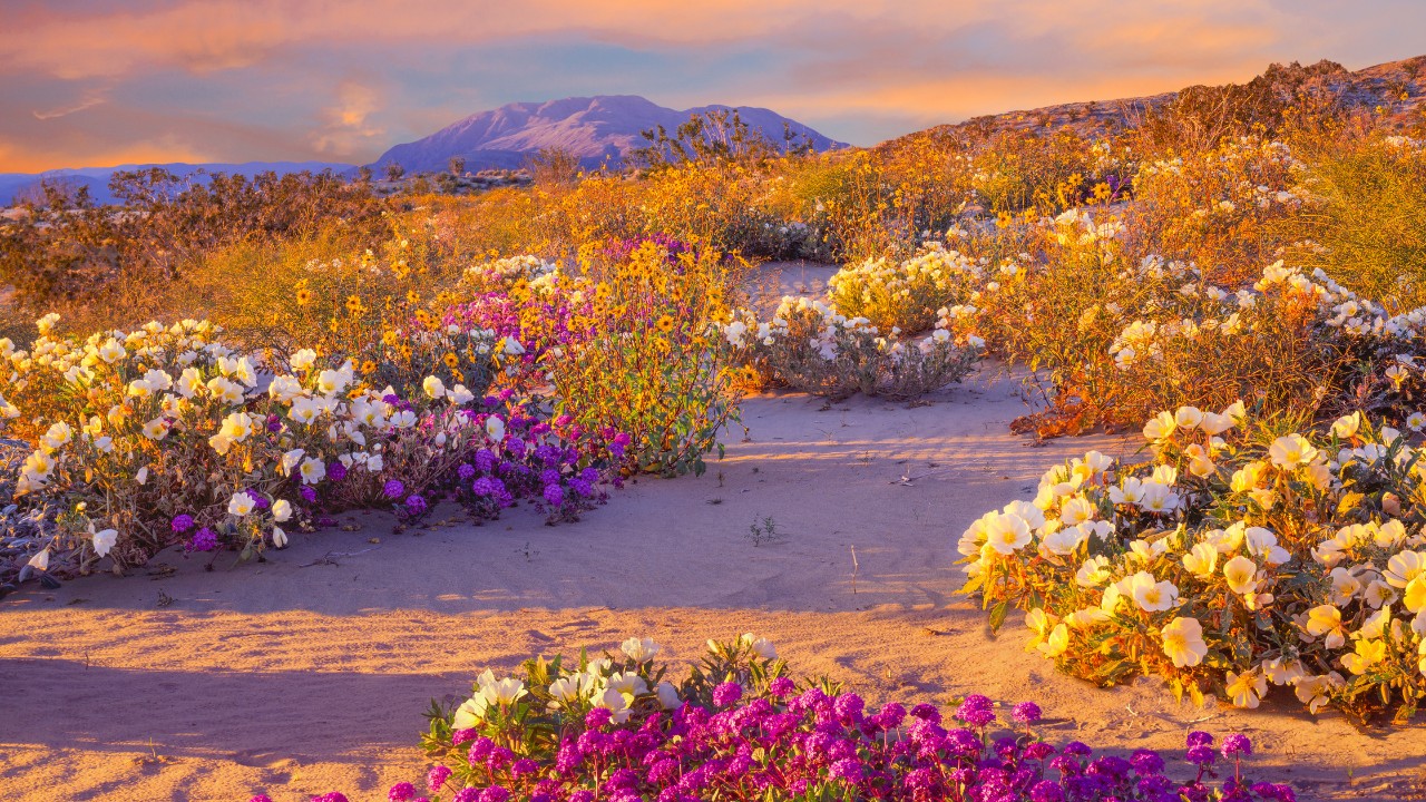 Anza-Borrego Desert State Park