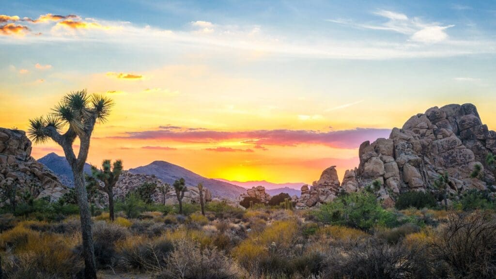 Joshua Tre Joshua Tree National Park: A First Time Visitor Guide