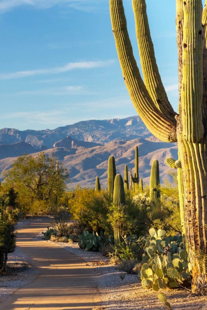 Saguaro National Park