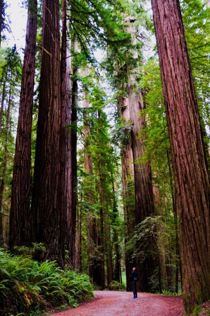 Redwoods National And State Parks