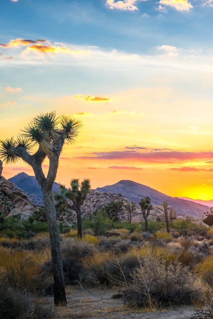 Joshua Tree National Park