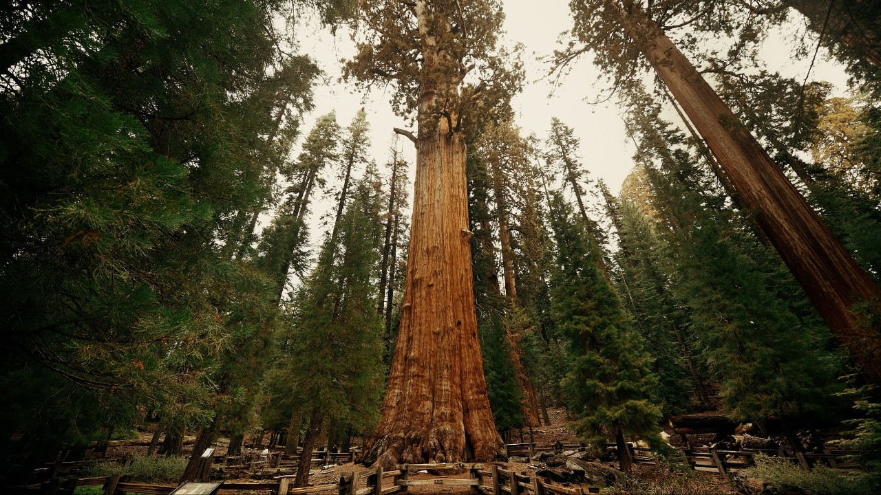 General Sherman Tree