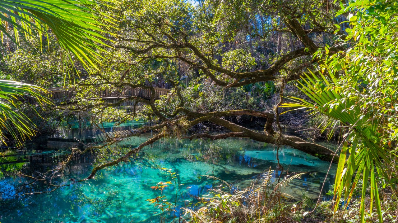 Ocala National Forest