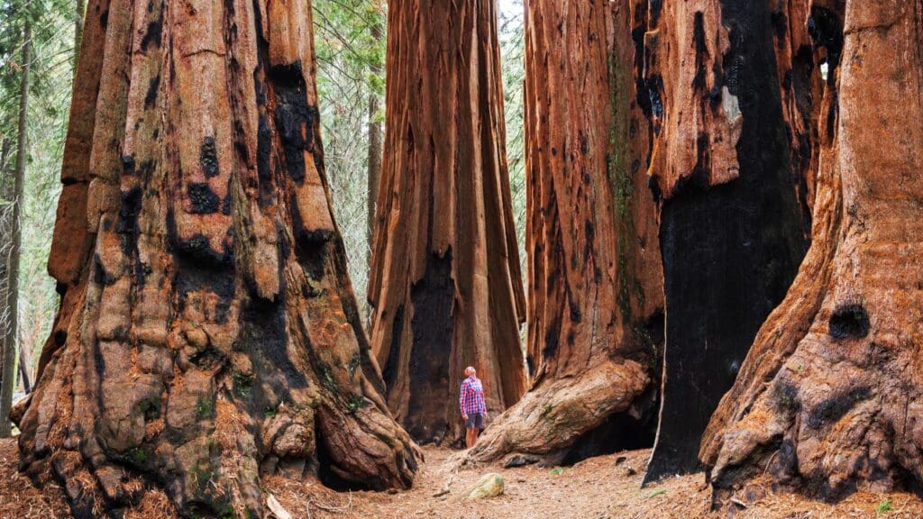 Best Hikes in Sequoia National Park