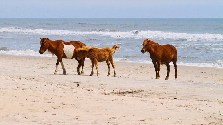 Assateague Island National Seashore