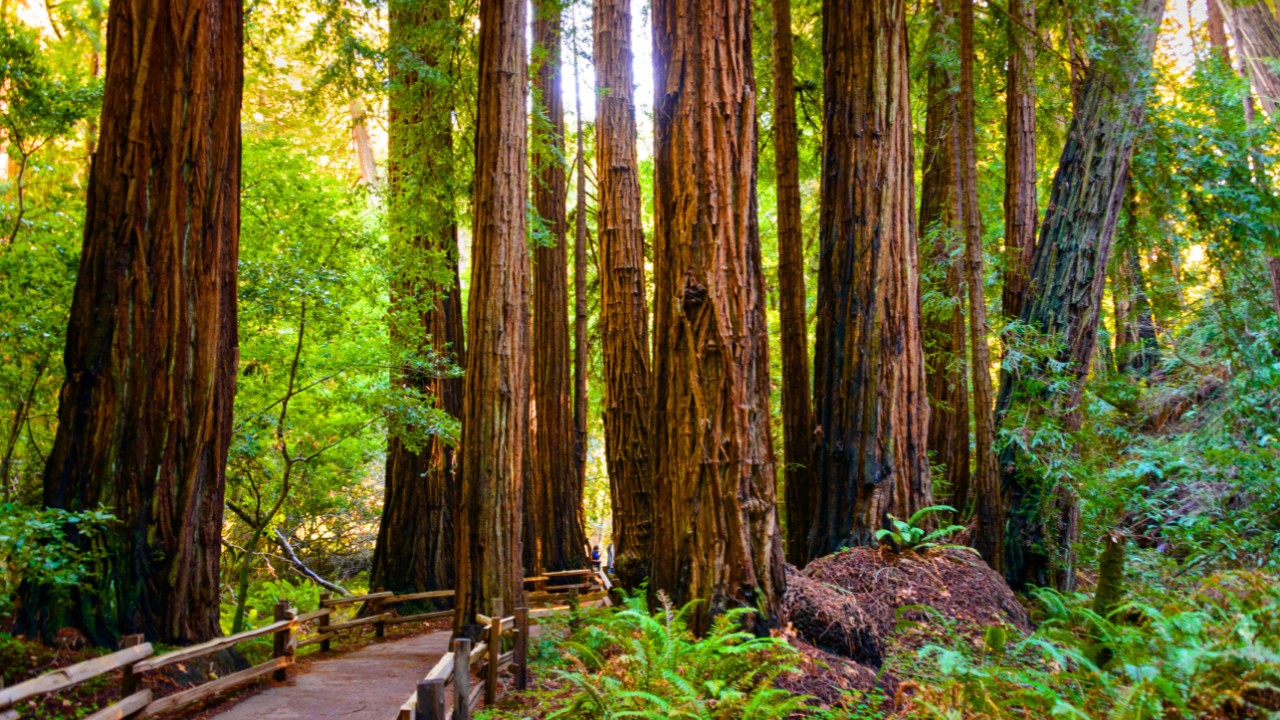 Muir Woods National Monument