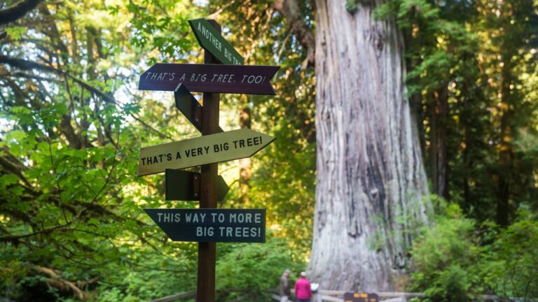 Redwood National Park