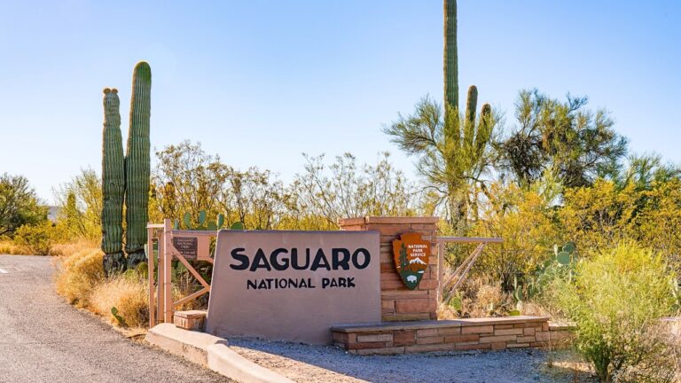 Saguaro National Park