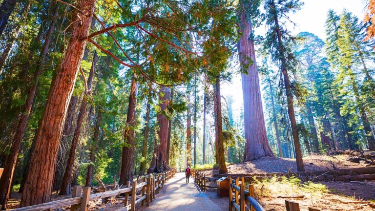Sequoia National Forest